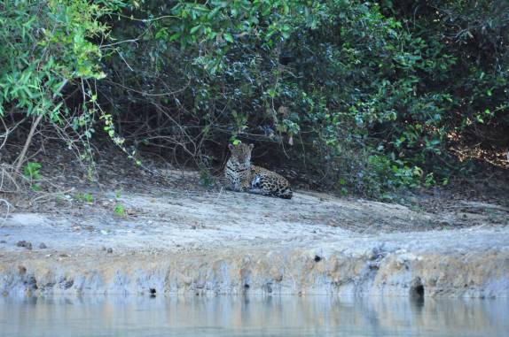 Onça descansa em praia no rio Cuiabá, região de Porto Jofre, no final da rodovia Transpantaneira, no Pantanal Norte, no Mato Grosso